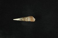 藏品(錐蜷)的圖片